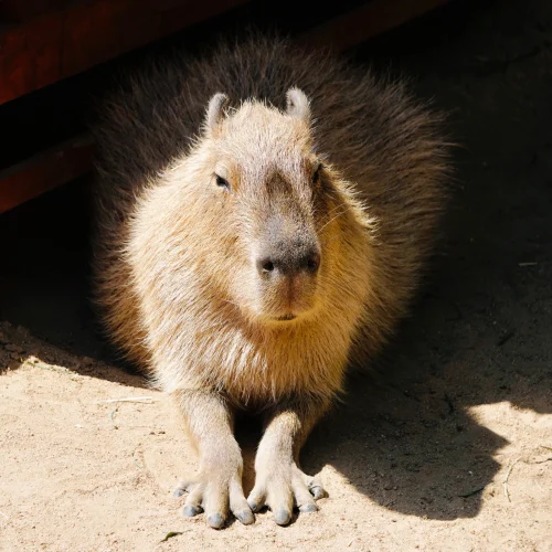 Avatar capybara 8