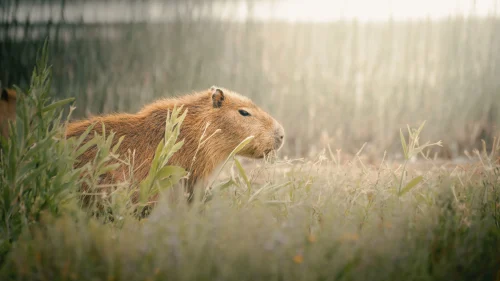 Avatar capybara 10