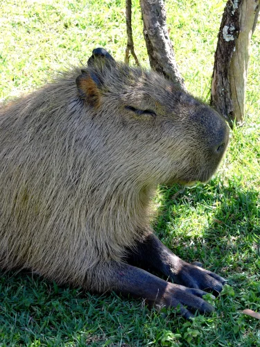 Avatar capybara 11