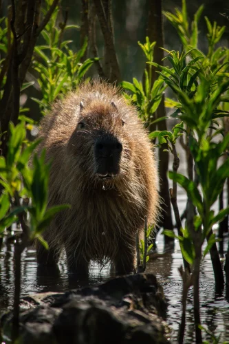 Avatar capybara 12