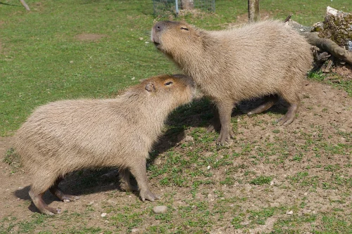 Avatar capybara 13