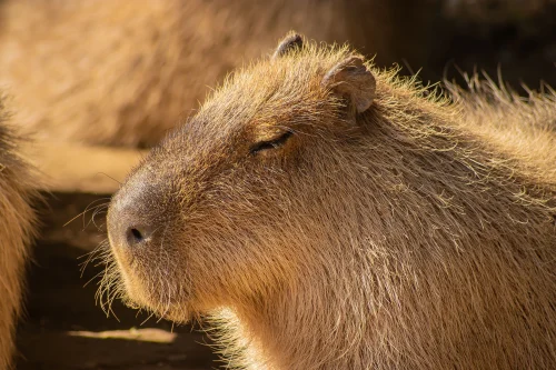 Avatar capybara 15