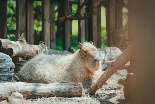 Avatar capybara 16