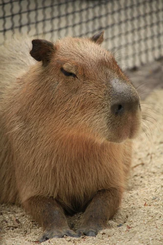 Avatar capybara 17