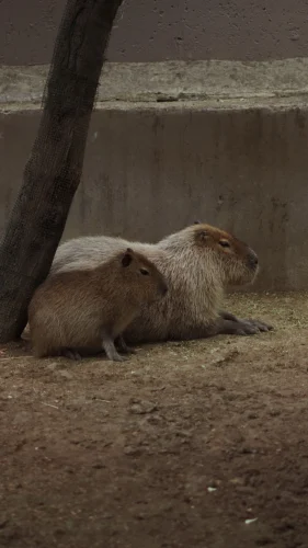 Avatar capybara 18