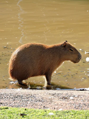 Avatar capybara 19