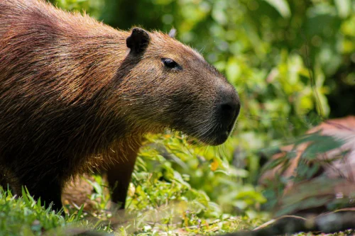 Avatar capybara 20