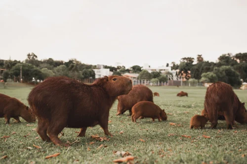Avatar capybara 21