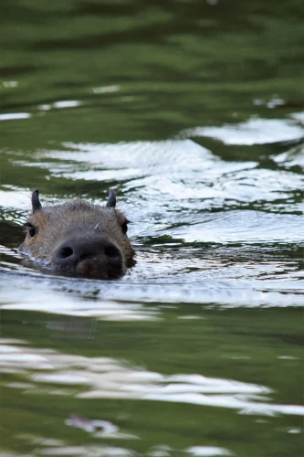 Avatar capybara 22