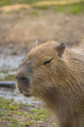 Avatar capybara 23