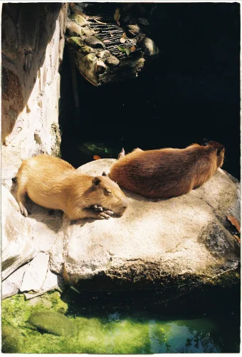 Avatar capybara 24