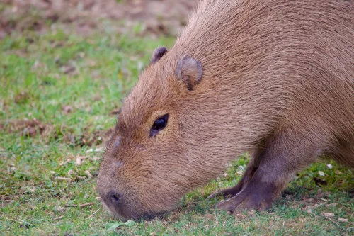 Avatar capybara 25