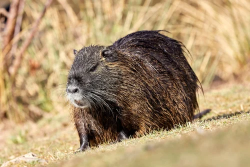 Avatar capybara 26