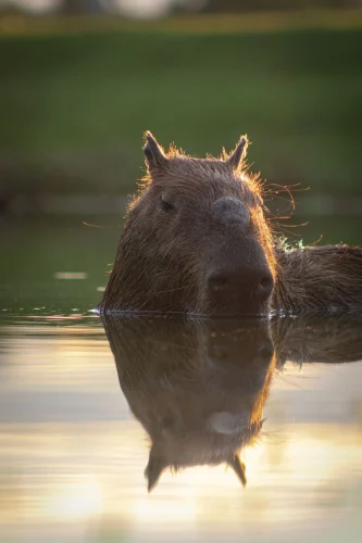Avatar capybara 27
