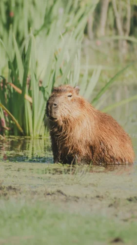Avatar capybara 28