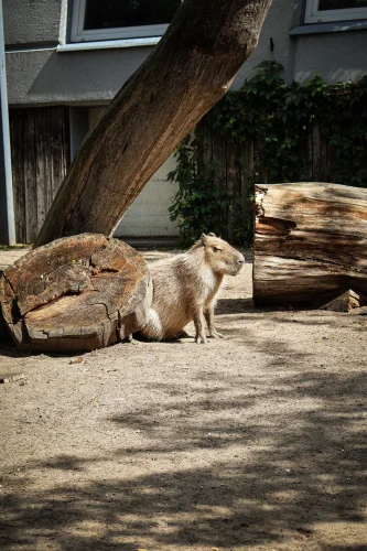 Avatar capybara 29