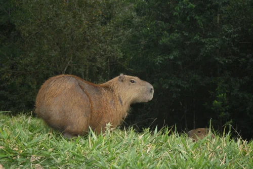 Avatar capybara 30