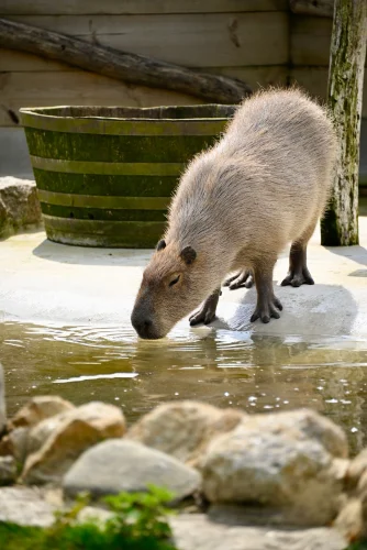 Avatar capybara 32