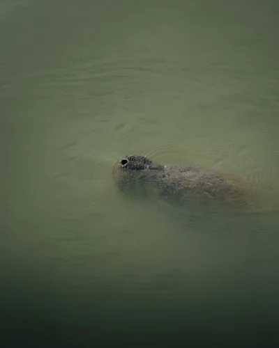 Avatar capybara 33