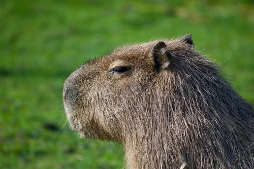Avatar capybara 35