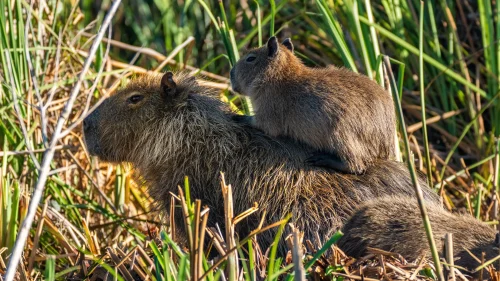 Avatar capybara 36