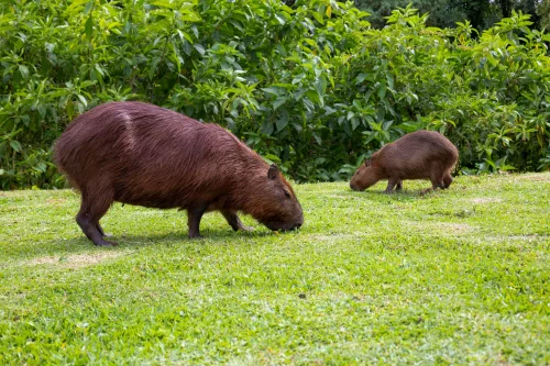Avatar capybara 37