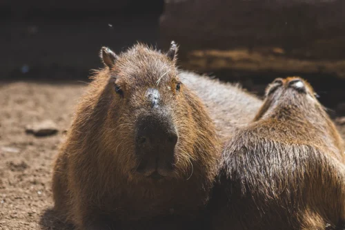 Avatar capybara 38