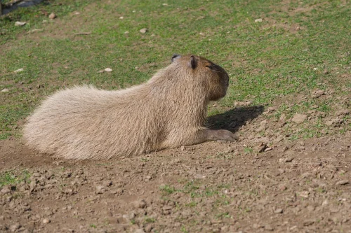 Avatar capybara 39