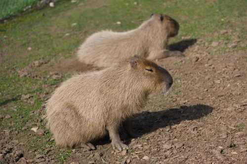 Avatar capybara 42