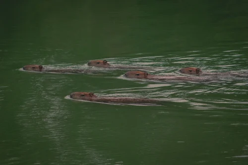 Avatar capybara 44