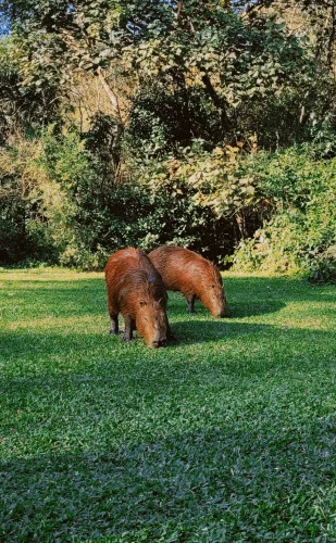 Avatar capybara 45