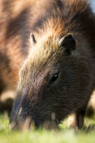 Avatar capybara 46