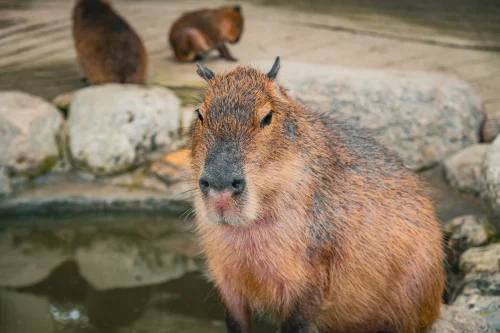 Avatar capybara 47
