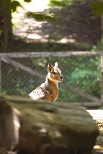 Avatar capybara 48