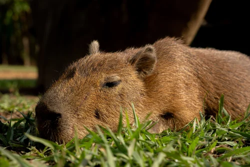 Avatar capybara 49