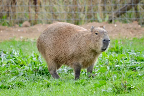 Avatar capybara 51