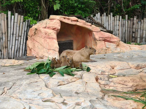 Avatar capybara 52