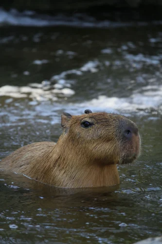 Avatar capybara 53