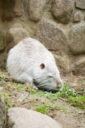 Avatar capybara 54