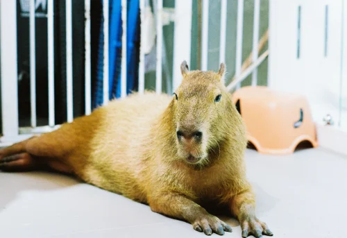 Avatar capybara 56
