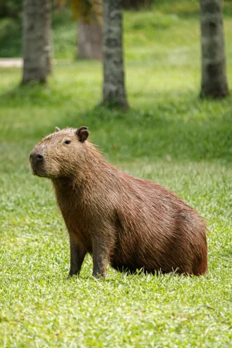 Avatar capybara 57