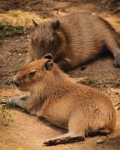 Avatar capybara 58