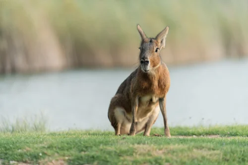 Avatar capybara 59