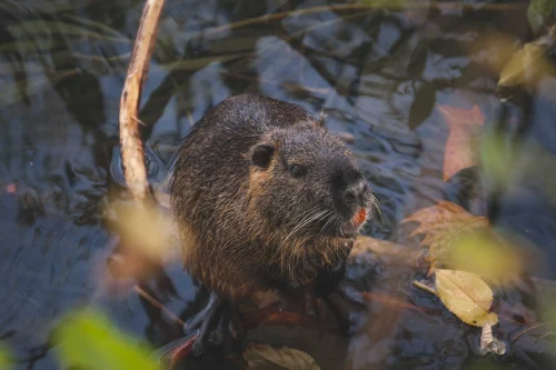 Avatar capybara 2