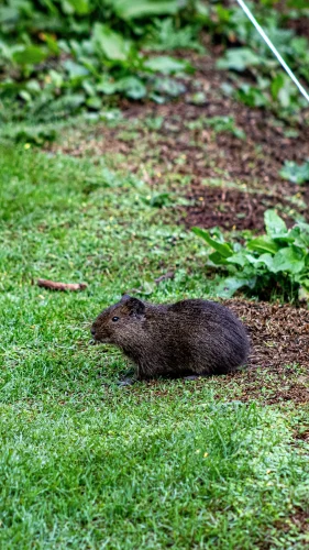 Avatar capybara 3