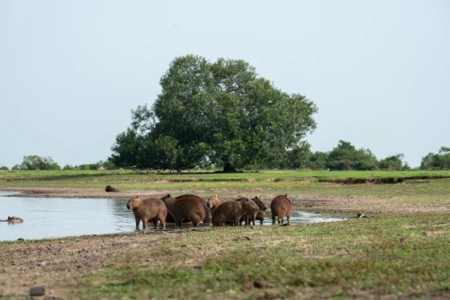Avatar capybara 4