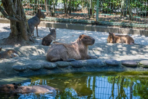 Avatar capybara 5