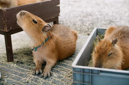 Avatar capybara 7
