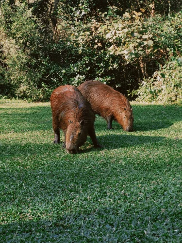 Avatar capybara 8