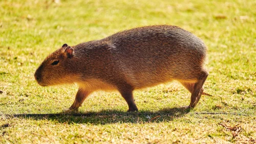 Avatar capybara 9